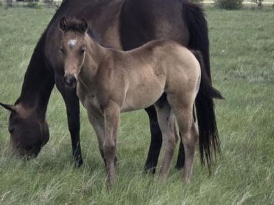 Bluestem Isengard JW<BR> AQHA PENDING